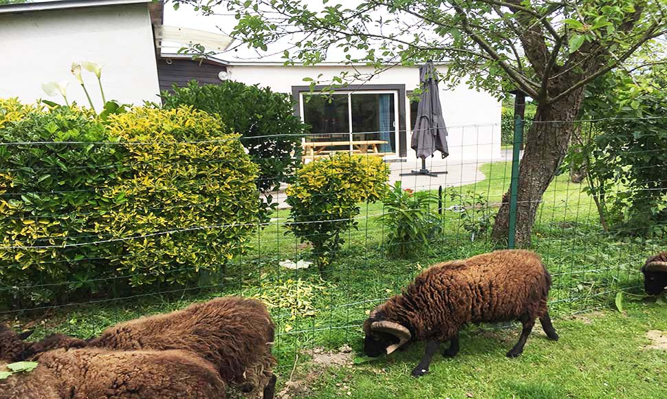 Maison de vacances avec animaux