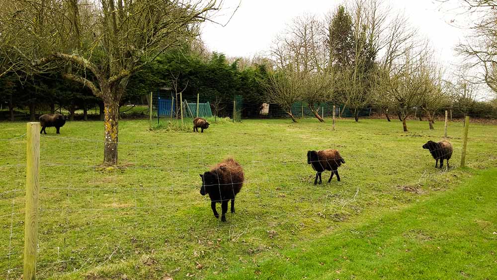 l'environement proche de la gueule des Landes